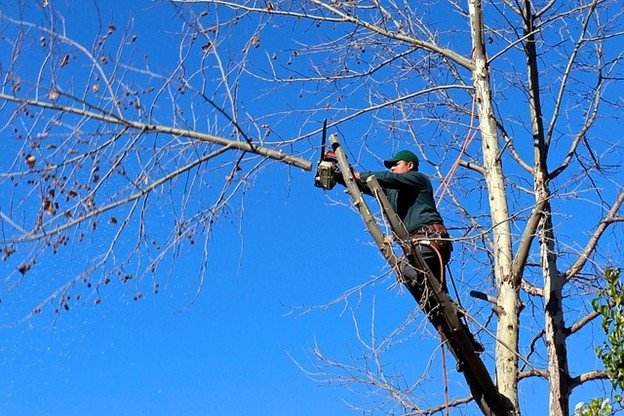 Overgrown tree canopy with dense branches before professional tree trimming and pruning service in Webster Groves, MO.