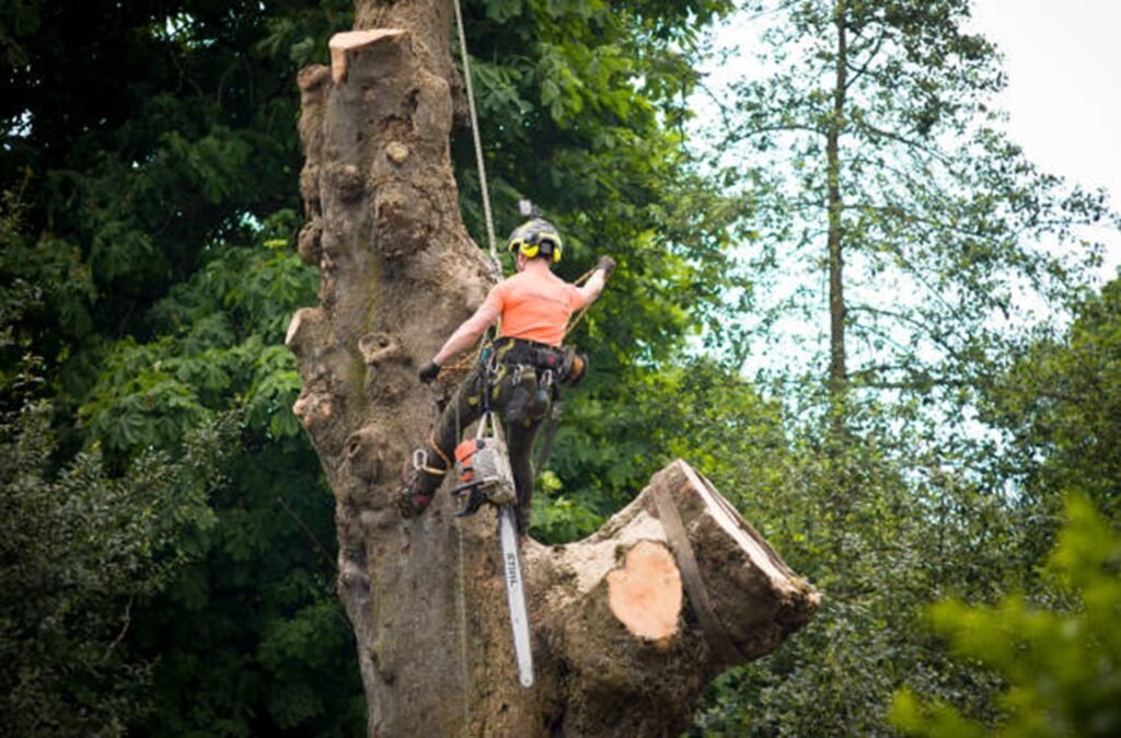 Certified arborist safely removing a large tree using climbing gear and a chainsaw during a residential tree removal project in Webster Groves, MO.
