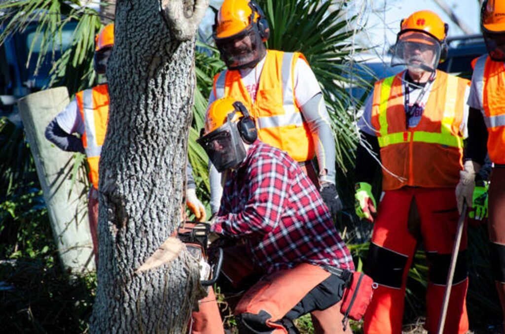 Professional tree removal crew safely cutting down a residential tree using chainsaws and protective safety equipment in Webster Groves, MO.