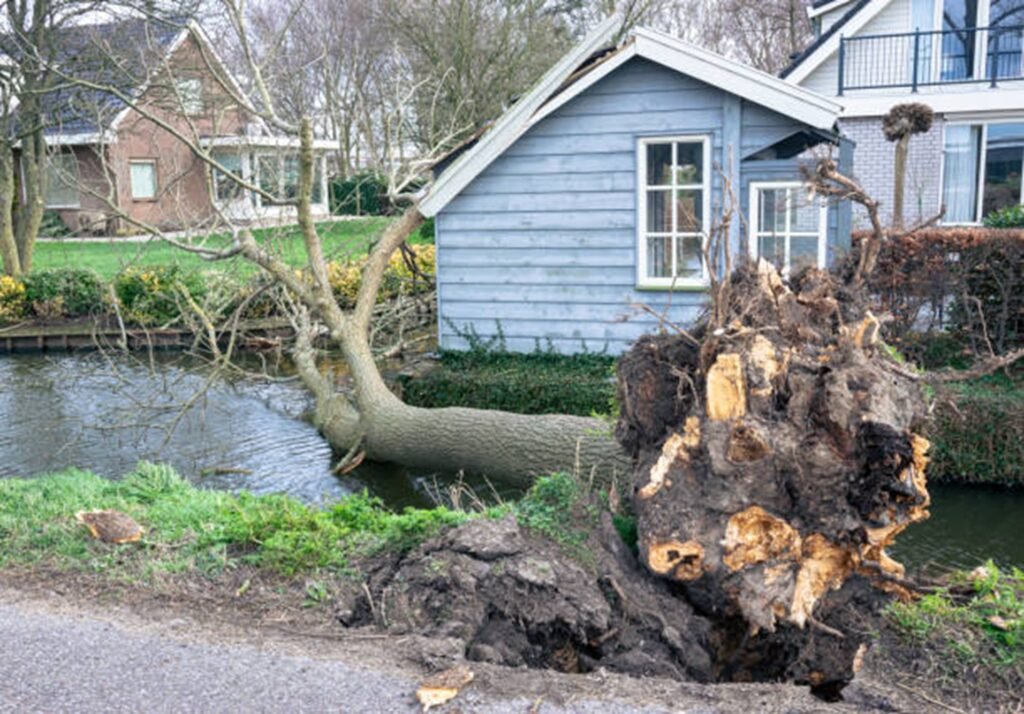 Large uprooted tree lying beside a residential property after severe storm damage, requiring professional cleanup in Webster Groves, MO.