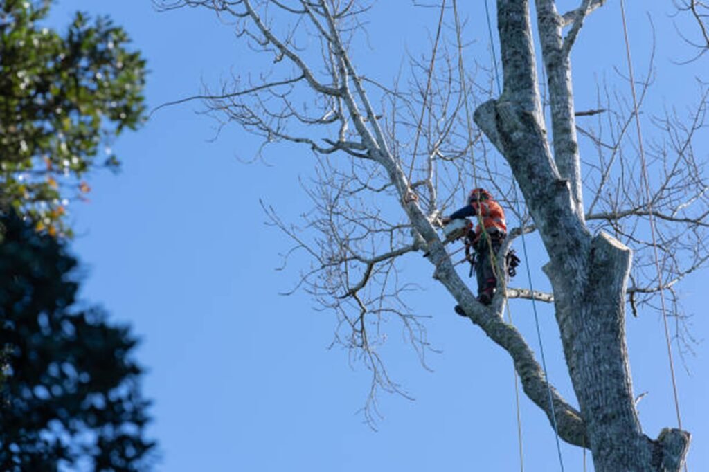 Professional arborist safely removing a large tree using climbing equipment during a residential tree removal project in Webster Groves, MO.