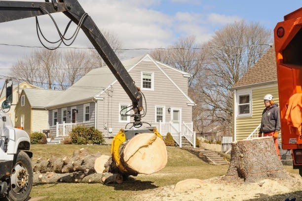 Professional emergency tree service crew cutting and removing a large fallen tree blocking a residential street in Kirkwood, MO.