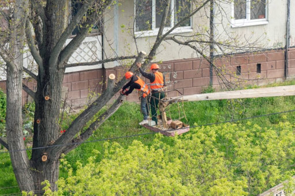 Professional tree trimming crew using an aerial lift to prune large tree branches at a residential property in Webster Groves, MO.
